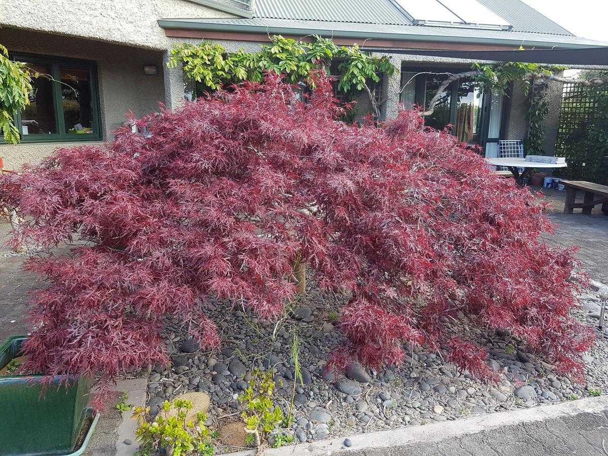 Highgate Bed And Breakfast & Garden Pirongia Exterior foto
